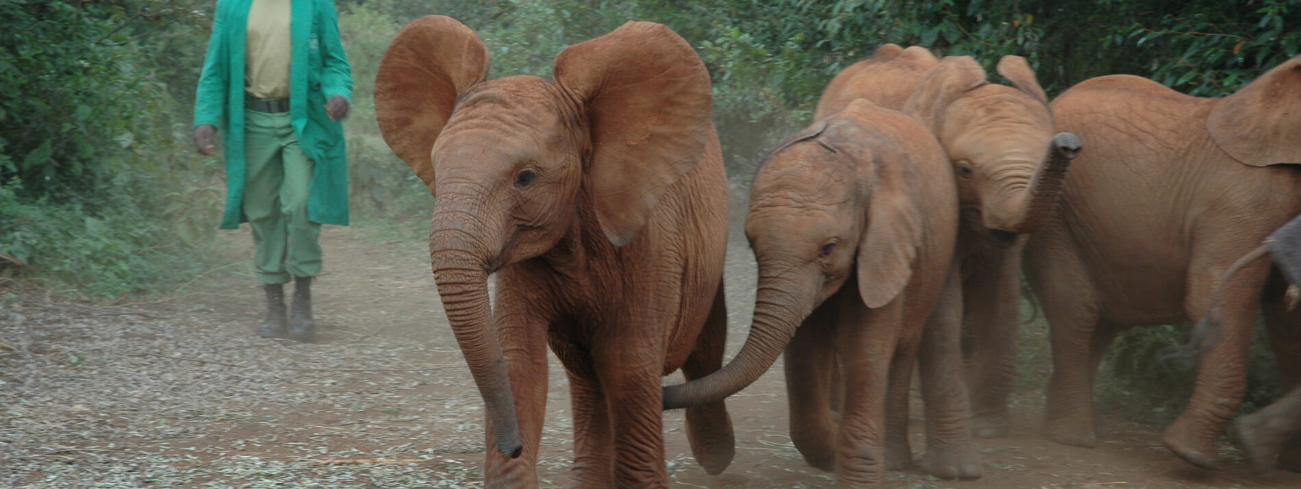 Elephants